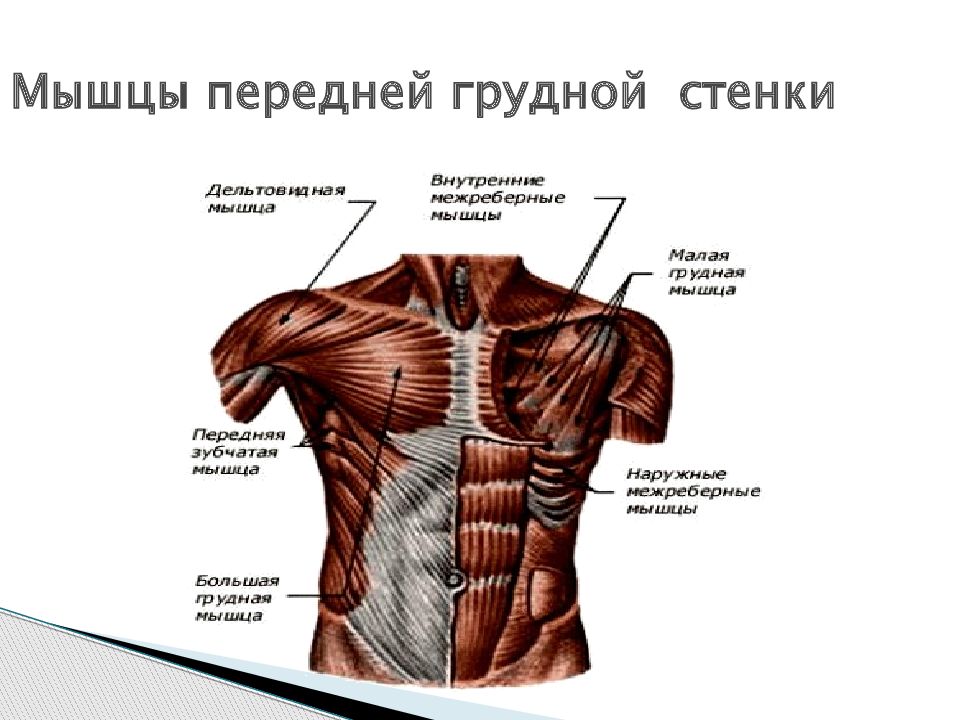 Мышцы передней стенки