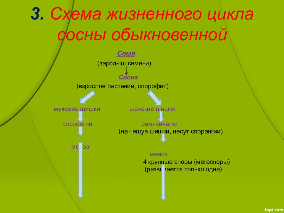 Особенности жизненного цикла покрытосеменных растений