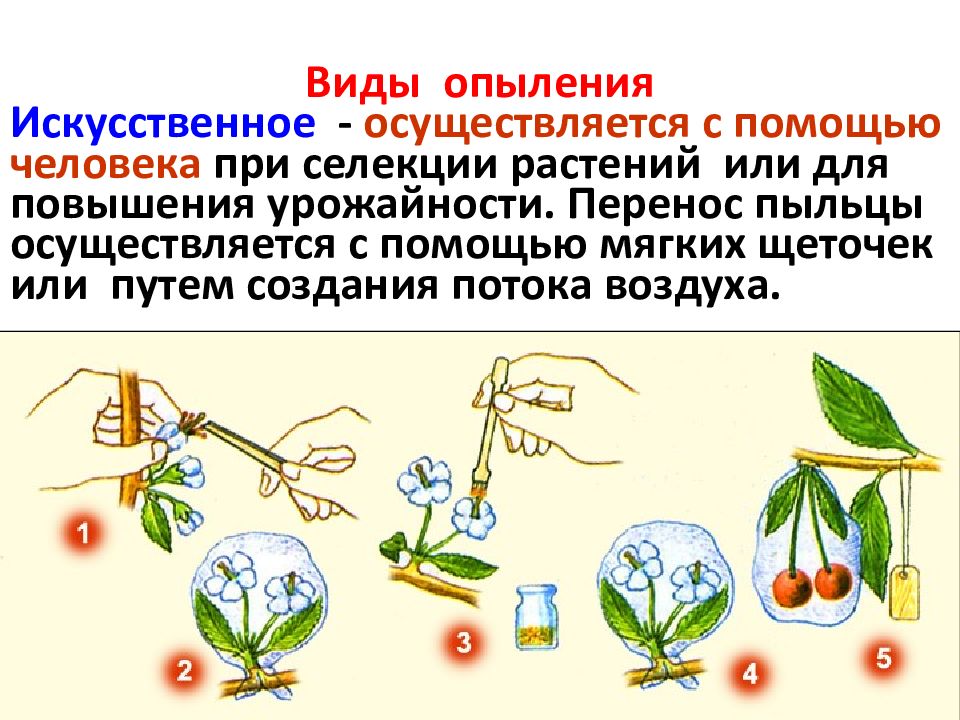 К какому классу относят растение схема опыления которого показана на рисунке