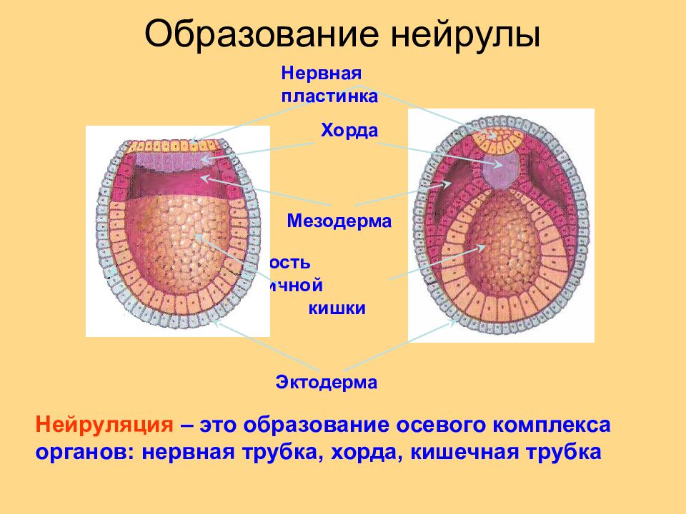 Рисунок нейрулы с подписями