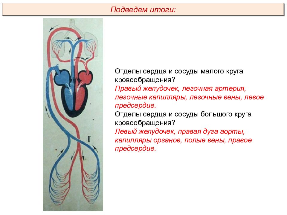 Птицы пименов презентация