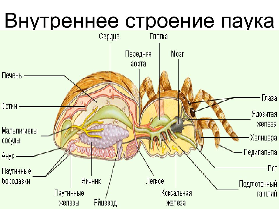 Строение паука