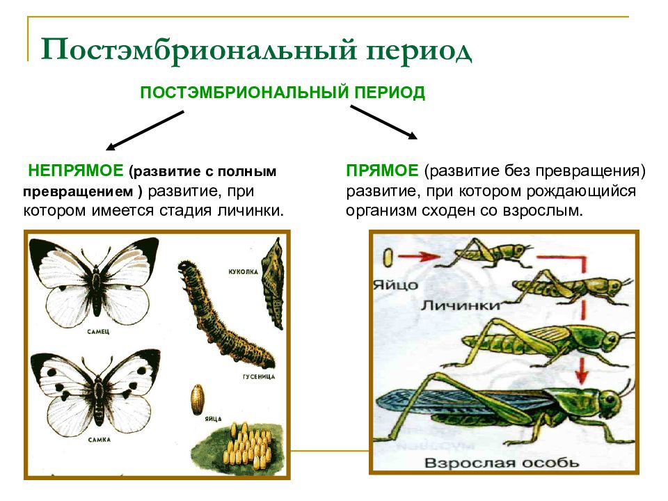 Постэмбриональное развитие презентация