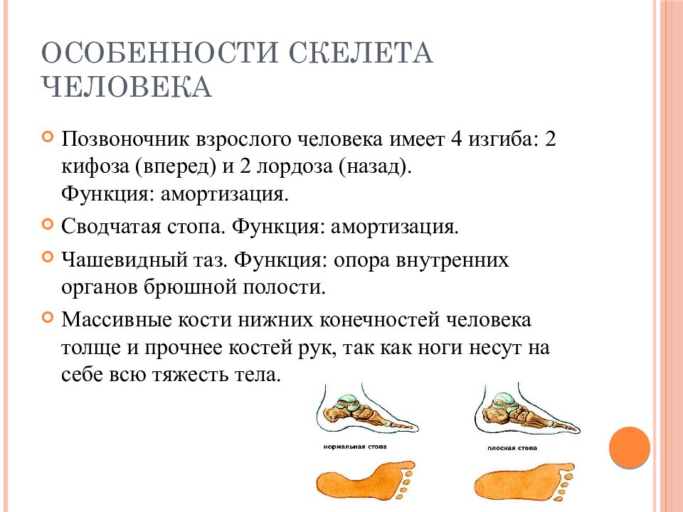 Особенности скелета человека. Особенности скелета человека позвоночник. Возрастные особенности скелета человека. Возрастные особенности скелета туловища человека.