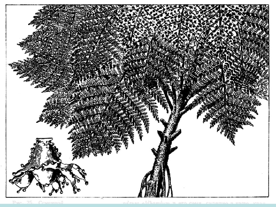 Древние папоротники. Древовидные семенные папоротники. Семенные папоротники Лириодендрон. Семенные папоротники ЕГЭ. Семена семенного папоротника.