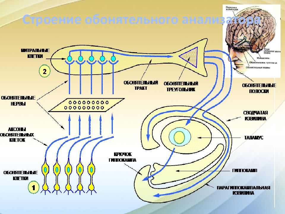 Обонятельный анализатор. Структурно-функциональную схему обонятельного анализатора. Схема строения обонятельного анализатора. Путь обонятельного анализатора анатомия. Строение анализатора обоняния.