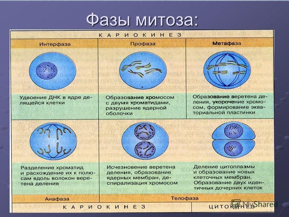 Фазы митоза схема