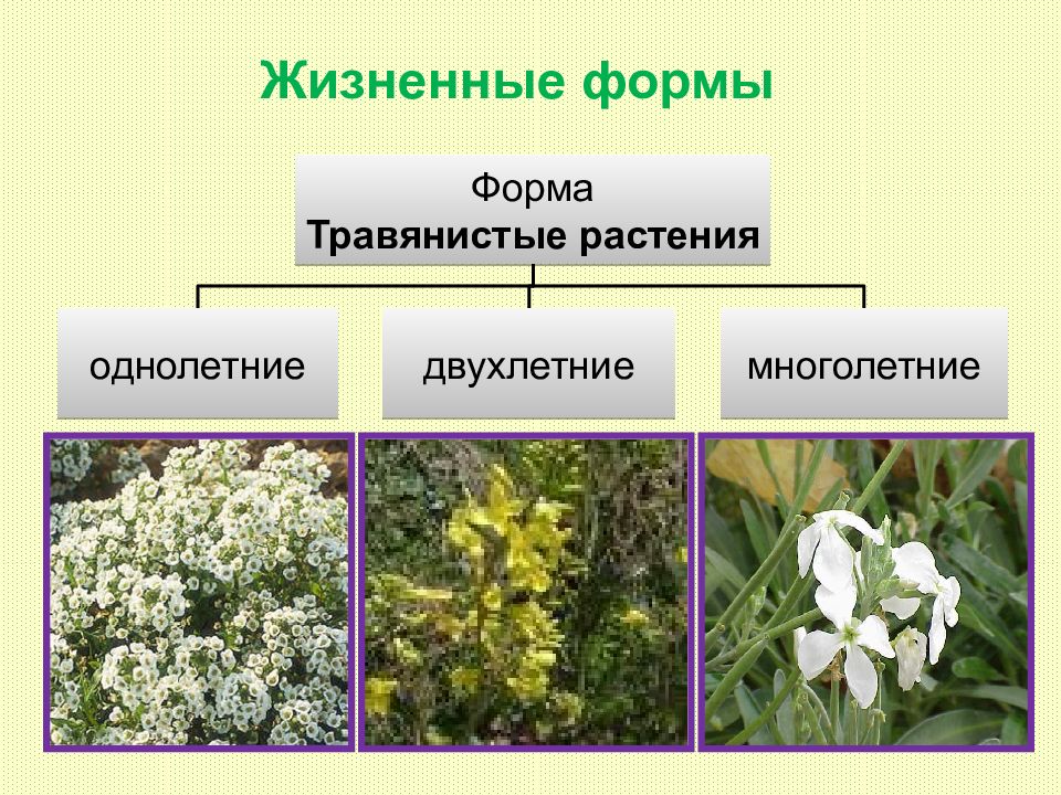 Семейства покрытосеменных растений презентация 6 класс