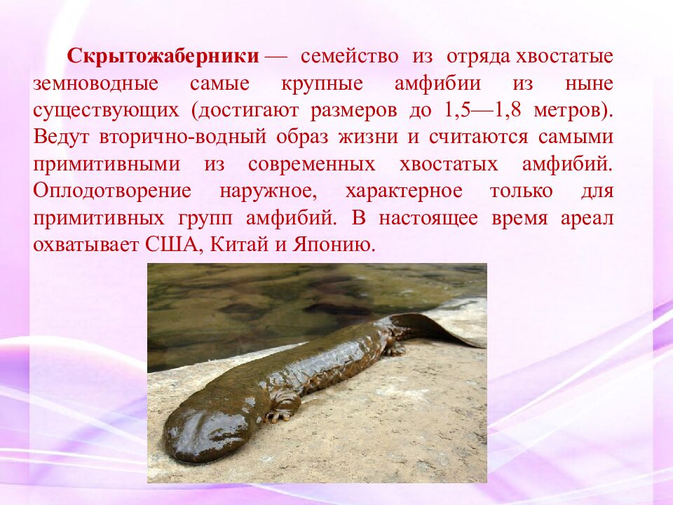 Классная работа Тема: МНОГООБРАЗИЕ И ЗНАЧЕНИЕ ЗЕМНОВОДНЫХ «Лягушкам только