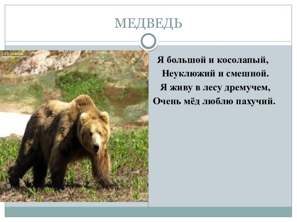 Косолапый почему. Почему мишка косолапый. Косолапый почему. Информация о медведе. Доклад о медведях.