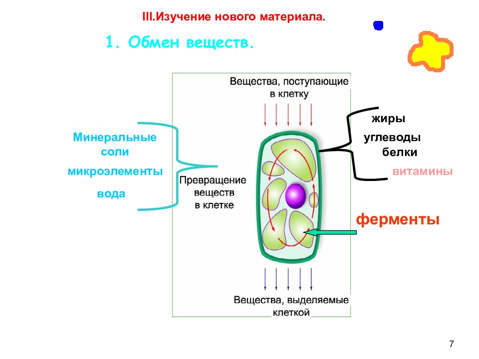 Организм единое целое презентация 6 класс пасечник