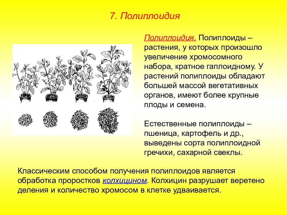 Как называется начальный этап селекции. Этапы селекции растений.