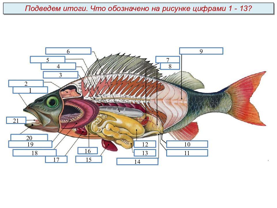 Какой цифрой на рисунке обозначена хрящевая рыба