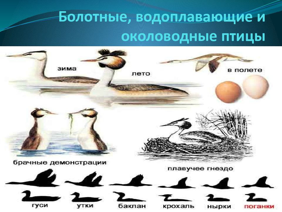 Водоплавающие птицы презентация 7 класс