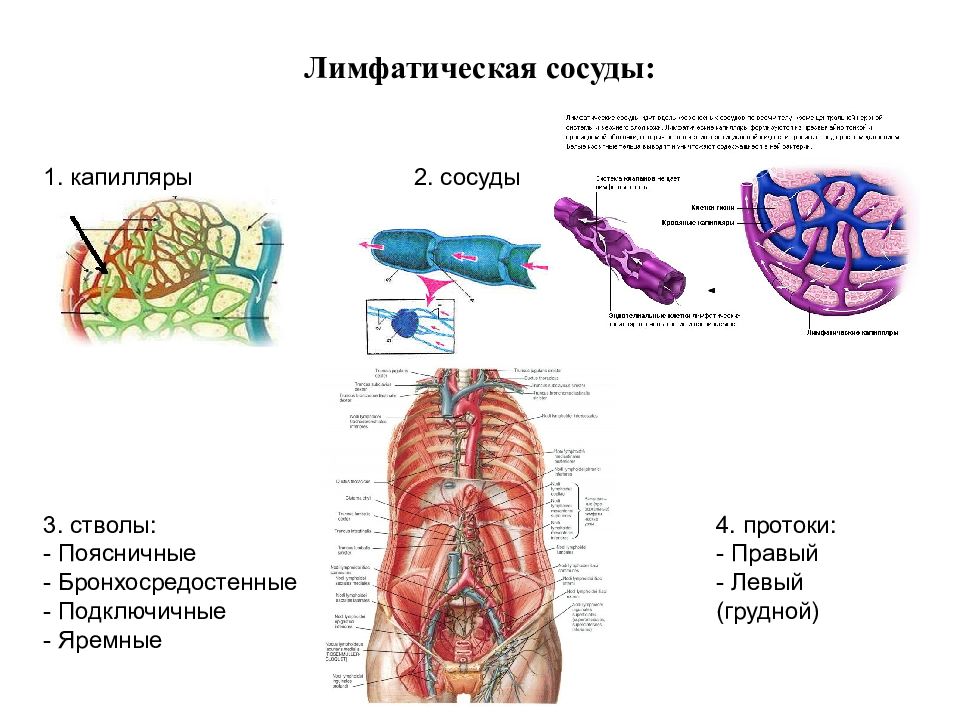 Лимфатических сосудов не имеет. Лимфатическая система сосуды стволы протоки. Основные лимфатические сосуды, стволы и протоки.. Основные лимфатические сосуды. Лимфатические капилляры и сосуды.