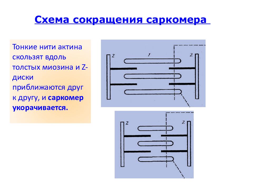 Нарисуйте саркомер в состоянии расслабления и полного сокращения