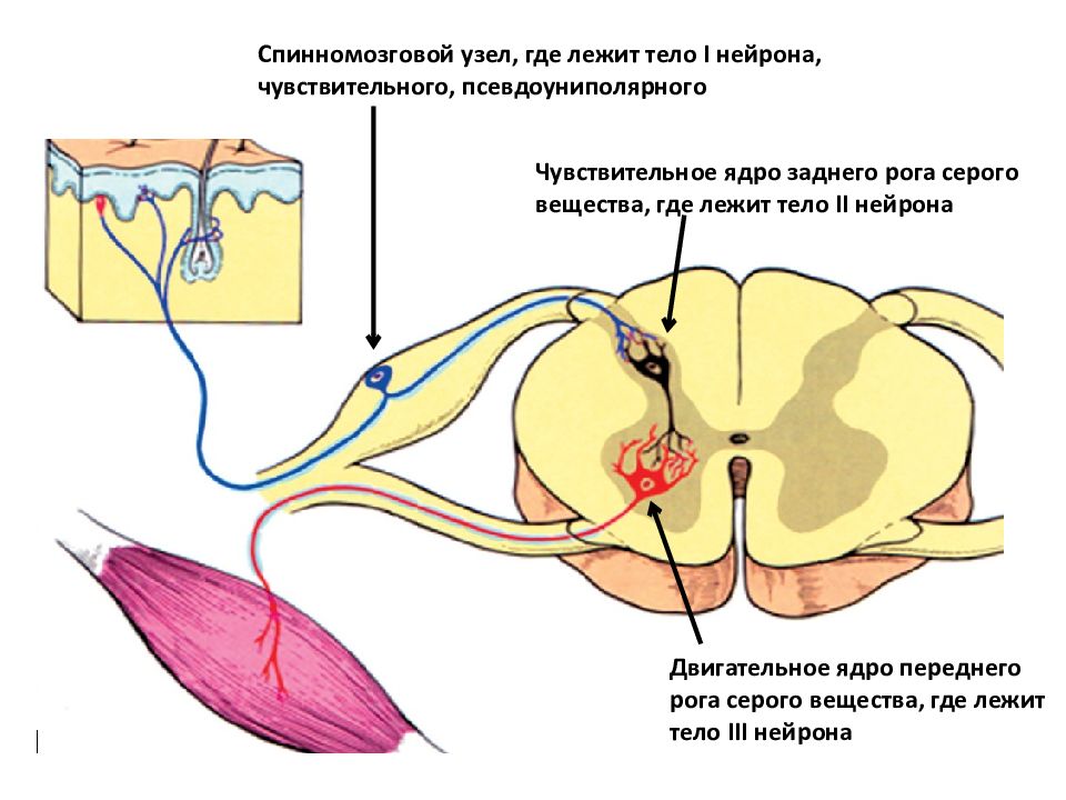 Спинномозговой узел нейроны