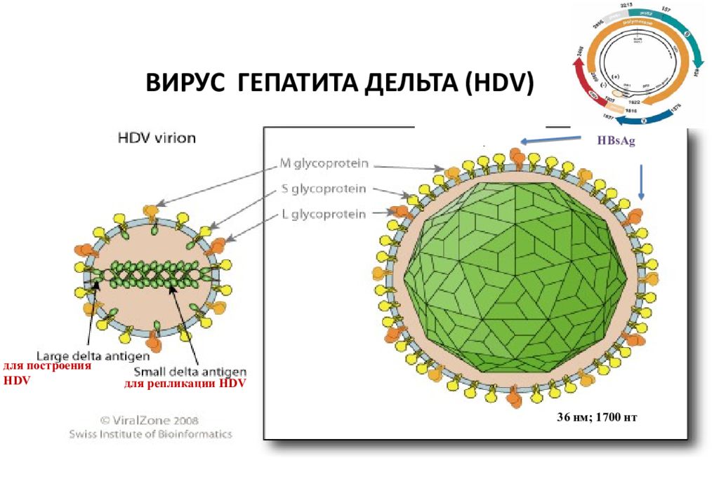 Сколько вирус гепатита. Строение вируса гепатита Дельта. Вирус гепатита а строение микробиология. Строение вируса гепатита в. Строение вируса гепатита с схема.