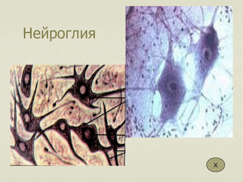 Нейроглия происхождение. Нейроглия физиология. Нейроглия строение. К клеткам нейроглии относятся. Понятие о нейроглии.