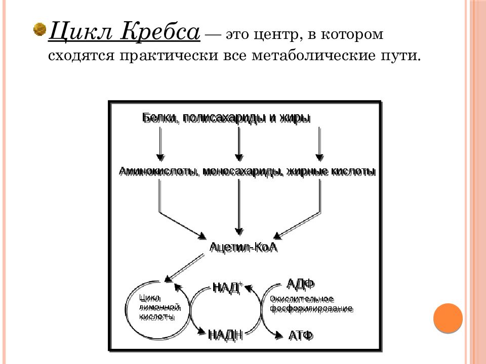 Цикл путь. Цикл Кребса физическая культура. Метаболические пути и циклы. Цикл Кребса аминокислоты. Ускоренный цикл Кребса ведьма.