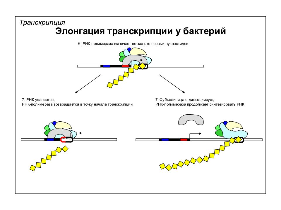 Рнк бактерии. Элонгация транскрипции у прокариот. Элонгация транскрипции РНК полимеразы 2. Инициация транскрипции у эукариот. Процесс транскрипции у бактерий.
