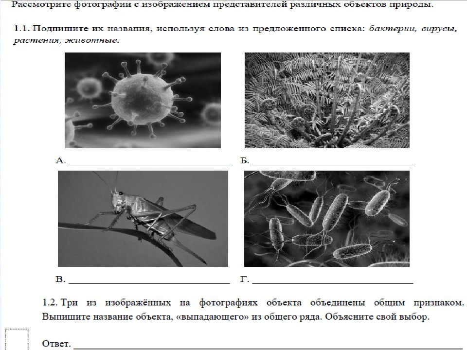 Рассмотрите фотографии с изображением представителей различных объектов природы впр