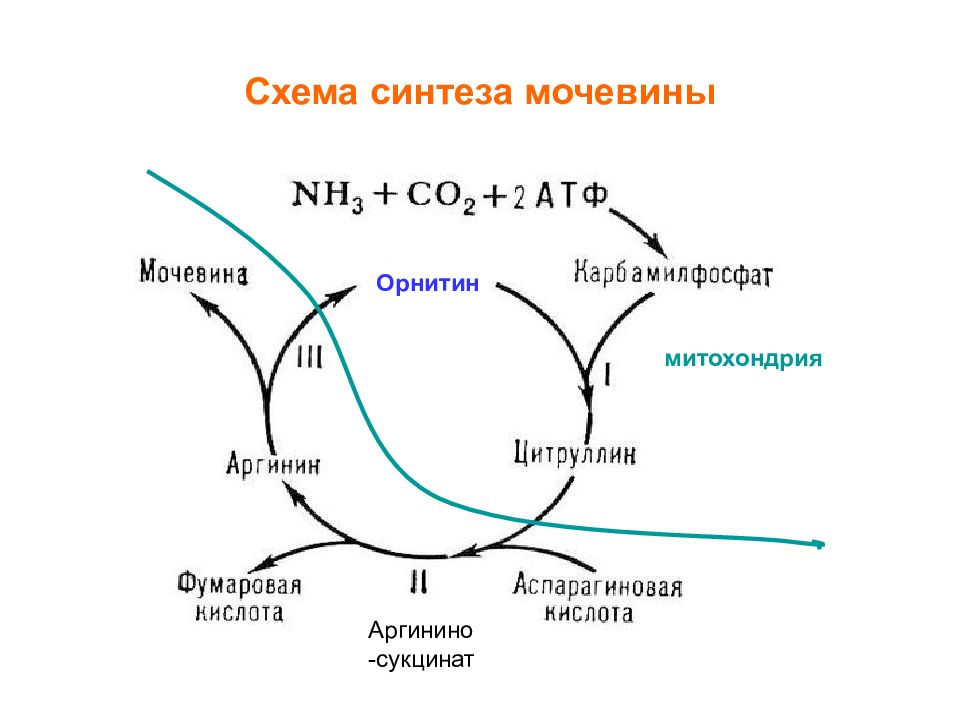 Орнитиновый цикл реакции. Схема орнитинового цикла синтеза мочевины. Синтез мочевины: схема реакций. Схема образования мочевины. Орнитиновый цикл синтеза мочевины в печени.