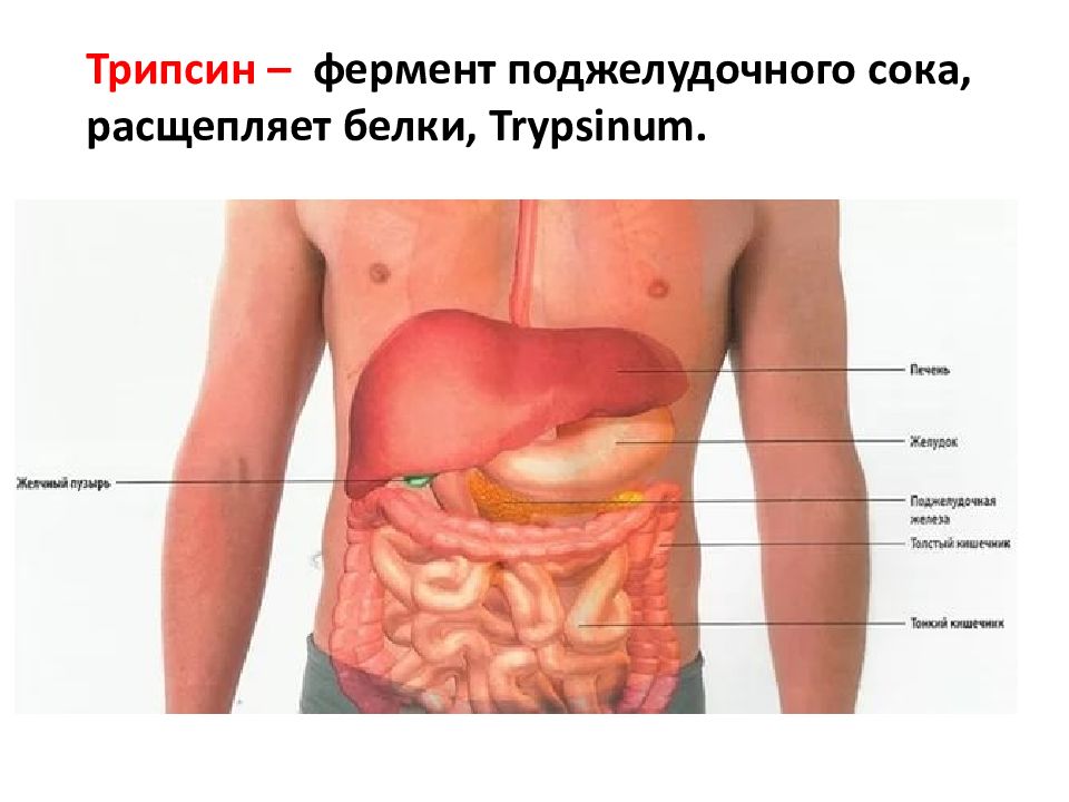 Где печень картинка