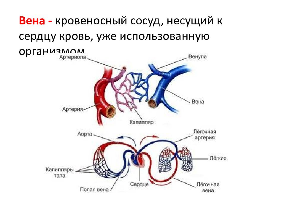 Вена идущая к сердцу. Сердце и кровеносные сосуды. Вена кровеносный сосуд.