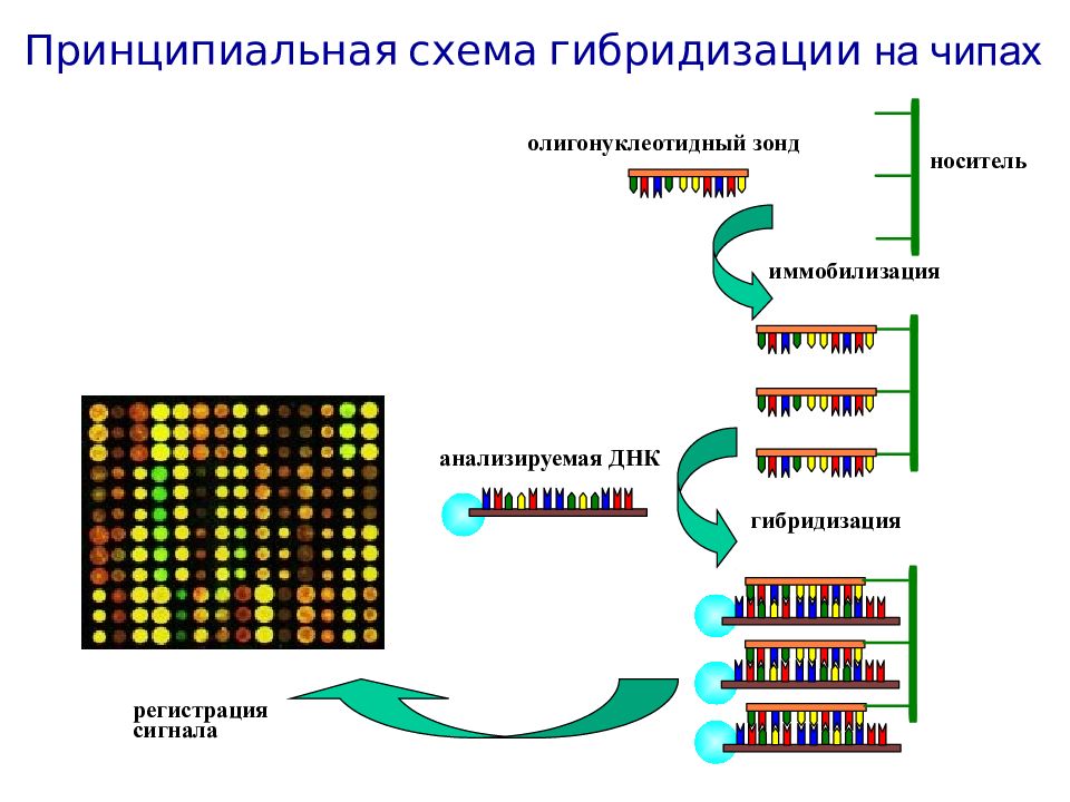 Днк микрочипы презентация