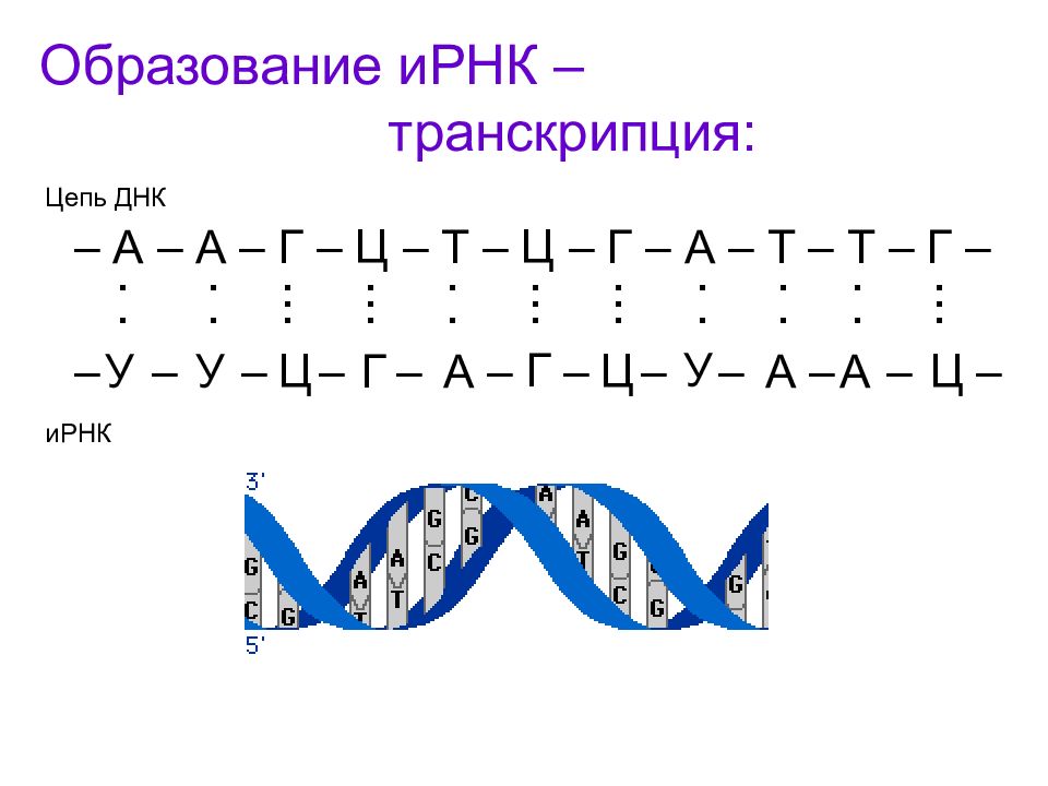 Матрица ДНК. ИРНК. Цепь ИРНК. Матричная и информационная РНК.