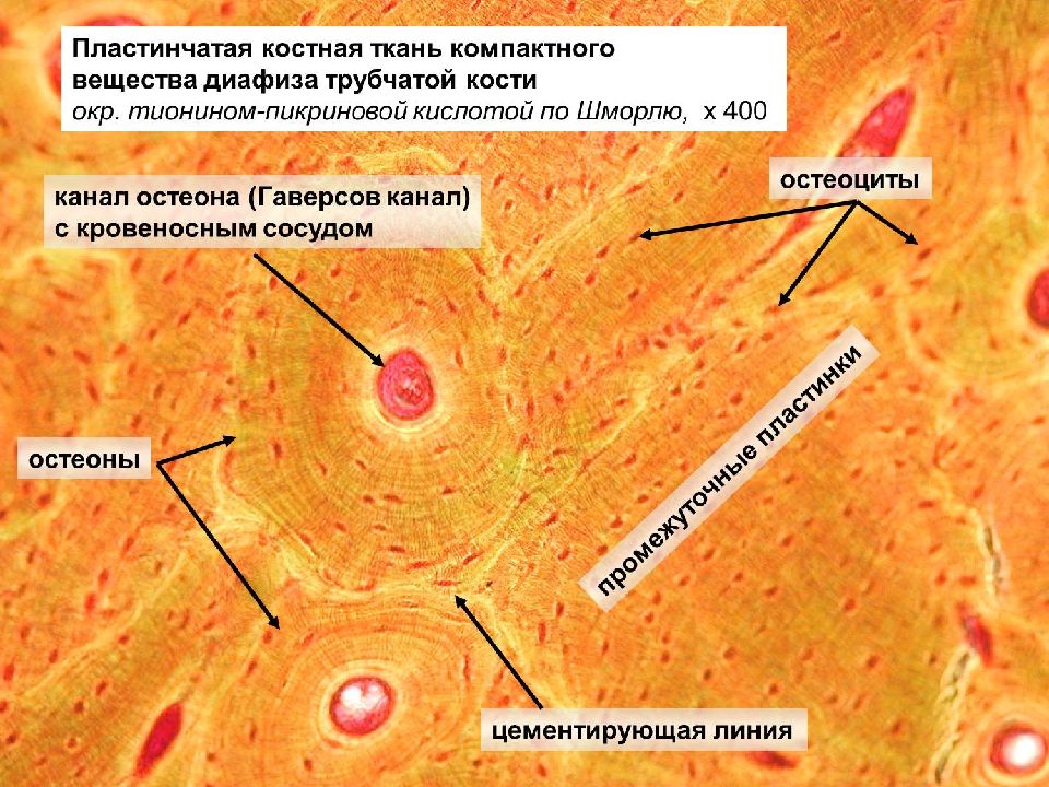 Презентация костная ткань гистология