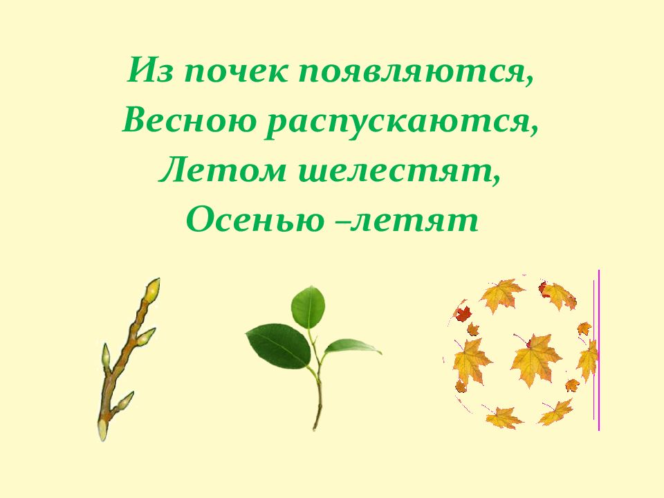 Лабораторная работа внешнее строение листа