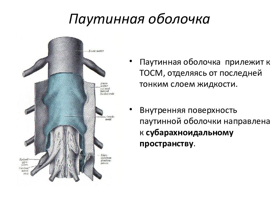 Схематическое изображение строения оболочек головного и спинного мозга