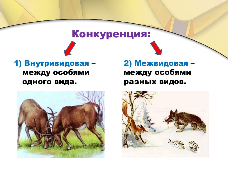 Межвидовые отношения биология презентация