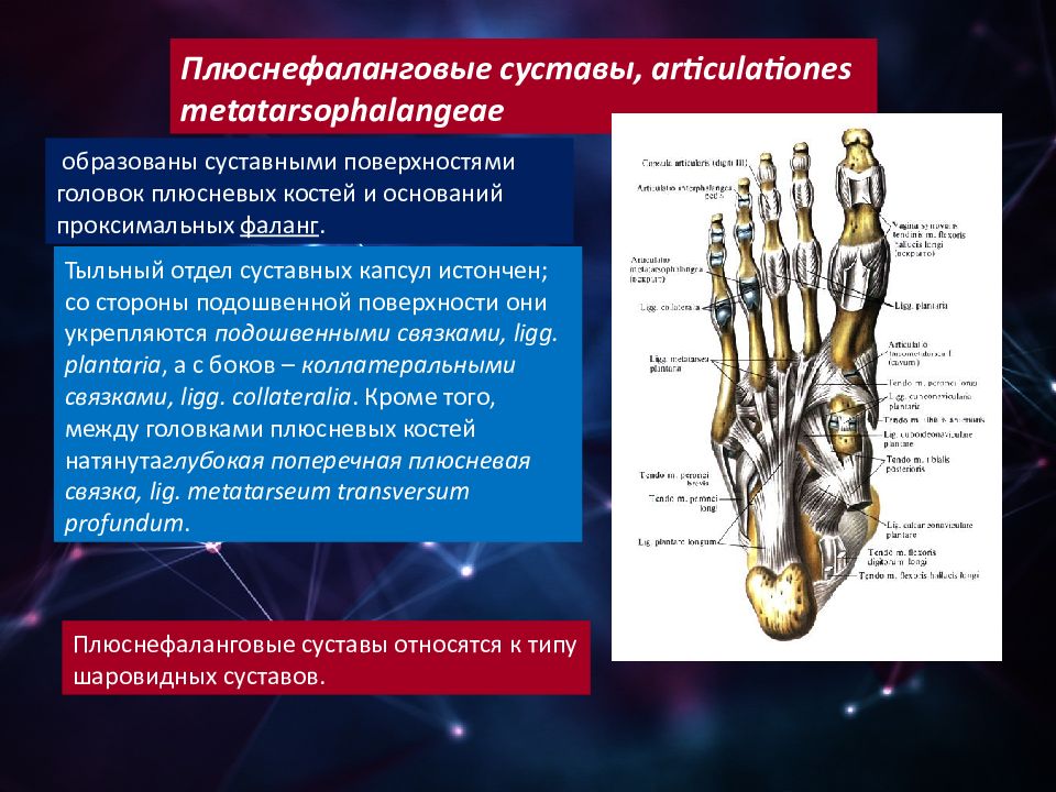 1 плюснефаланговый сустав. Плюснефаланговый сустав стопы анатомия. Анатомия 1 плюснефалангового сустава. Суставная капсула плюснефалангового сустава. Плюсне-фаланговые суставы.