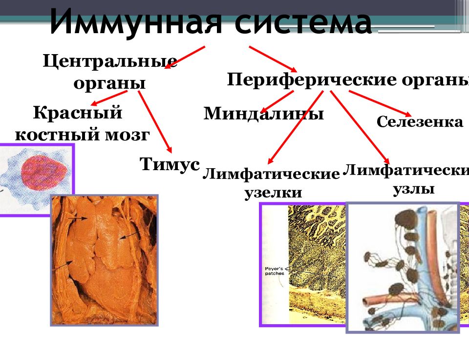 В анатомическом плане иммунная система подразделена на