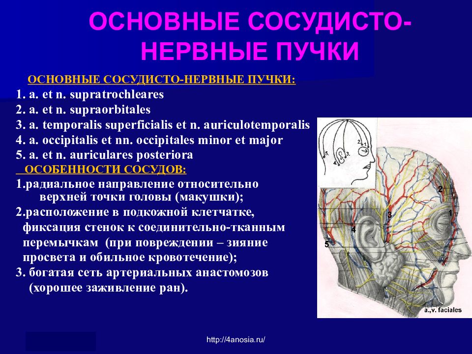 Сосудисто нервные пучки грудной стенки