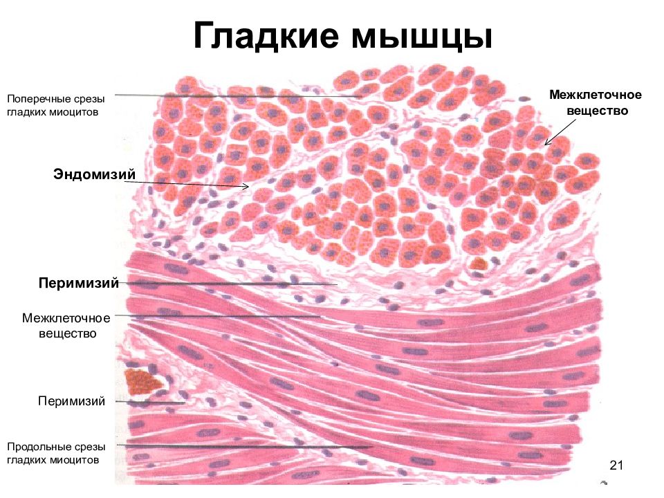 Гладкая мышечная ткань рисунок с подписями