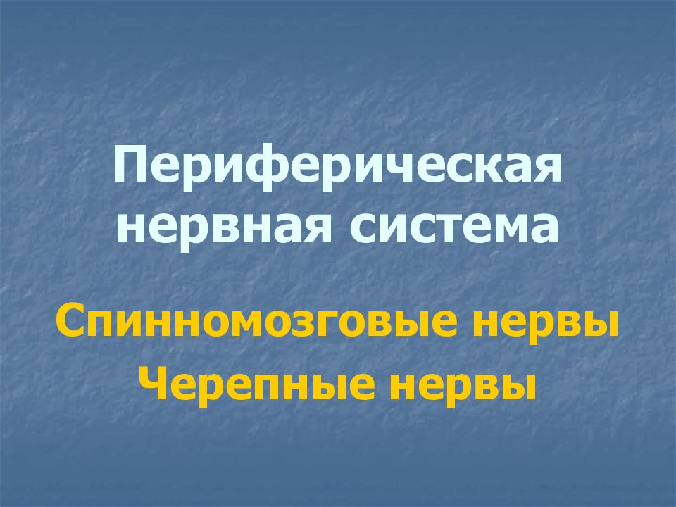 Периферическая нервная система