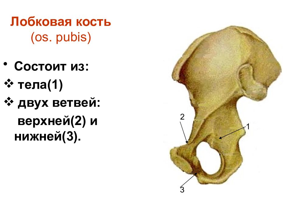 Лобковая кость это. Лобковая кость. Тело лобковой кости. Лобковая кость у мужчин. Лонная кость где находится у человека.