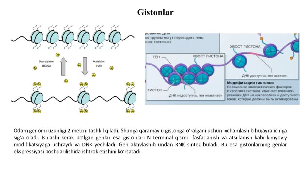 DNK ning tuzilishi va DNK replikatsiyasi DNK ning tuzilishi va DNK replikatsiyasi
