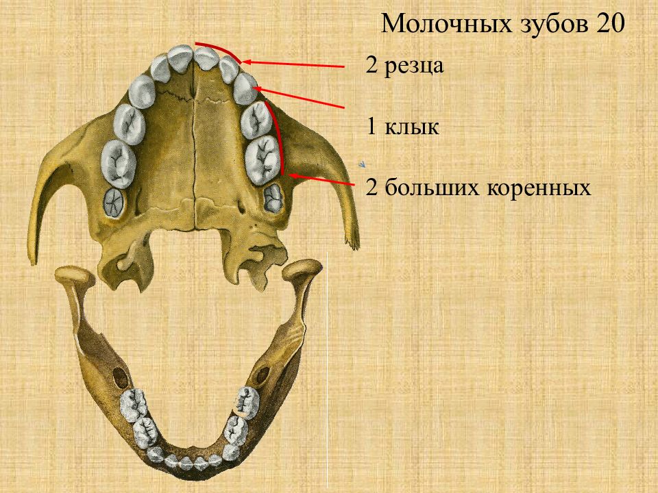 Молочный клык. Строение молочных и коренных зубов. Строение молочного и коренного зуба.