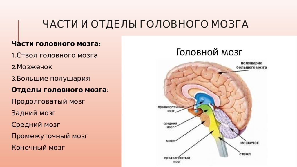 Отделы головного мозга презентация. Отделы промежуточного мозга. Надбугровая часть промежуточного мозга. Головной мозг презентация 3 класс. Серый мозг латынь