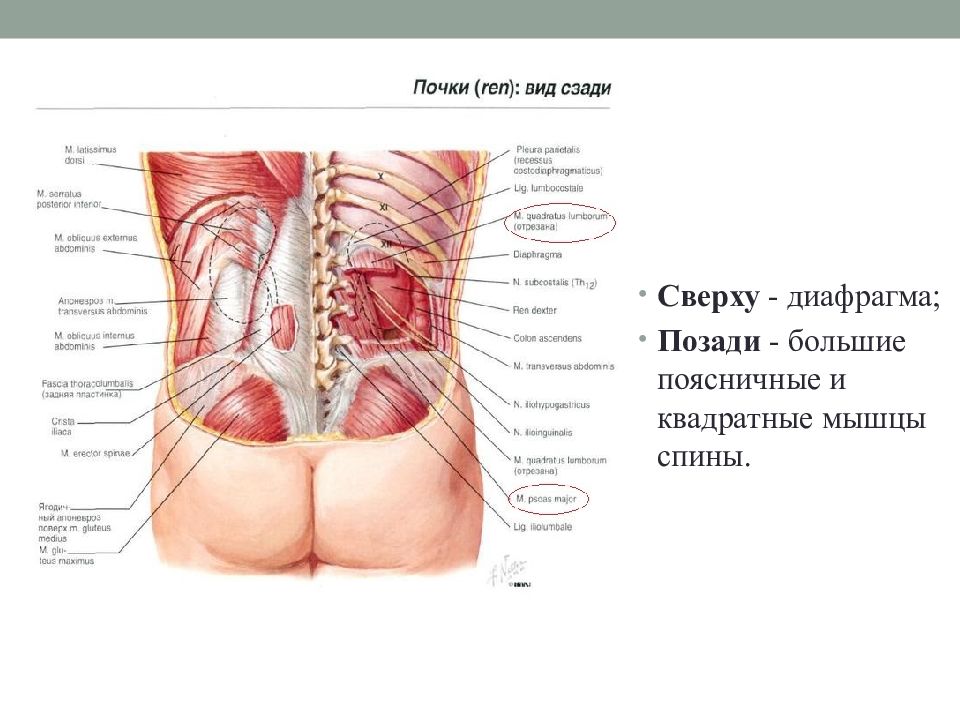 Область почек на спине рисунок
