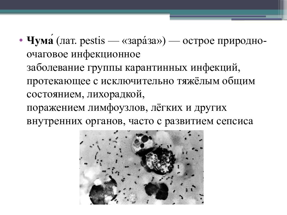 Чума картинки для презентации