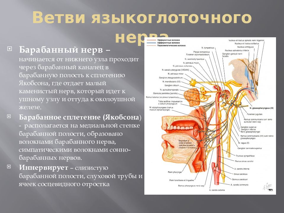 Спящий нерв. Ветви языкоглоточного нерва анатомия.