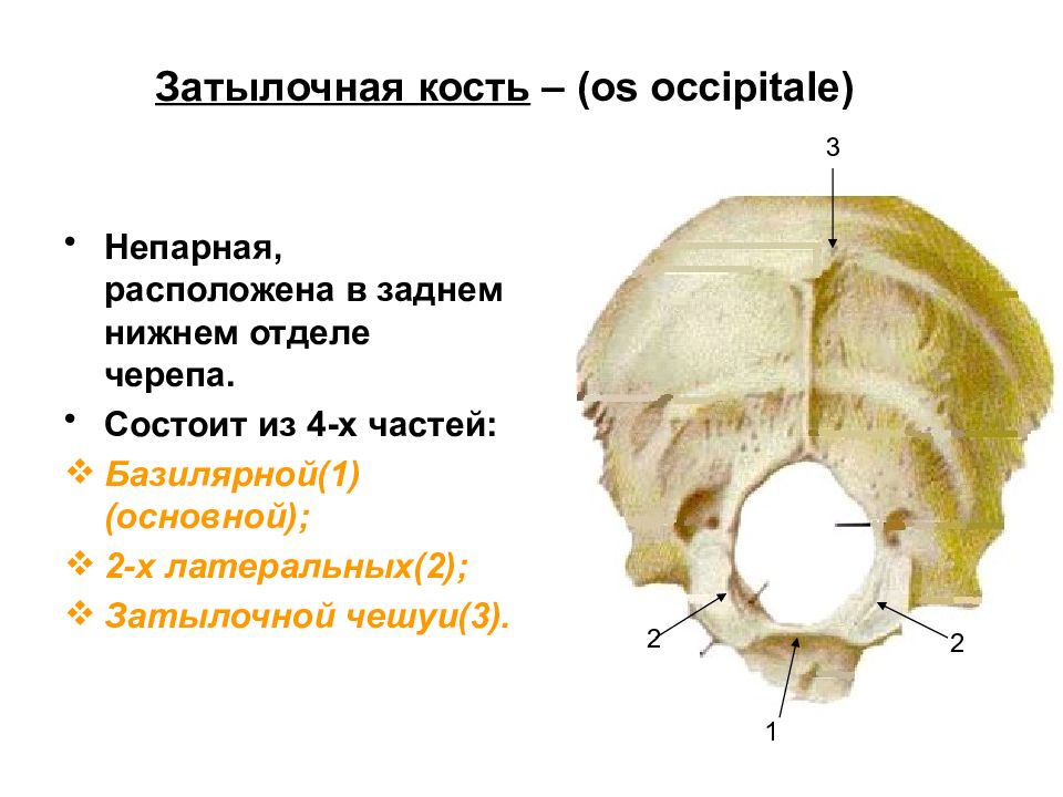 Затылочная кость. Строение черепа затылочная кость. Затылочная кость кость анатомия. Анатомия черепа затылочная затылочная кость. Затылочная кость os occipitale.