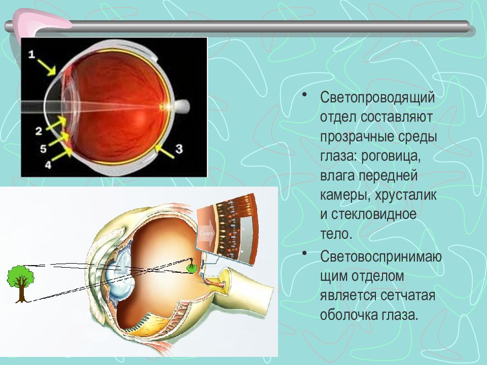 Роговица снабжает глаз кровью пропускает световые лучи увеличивает изображение предметов