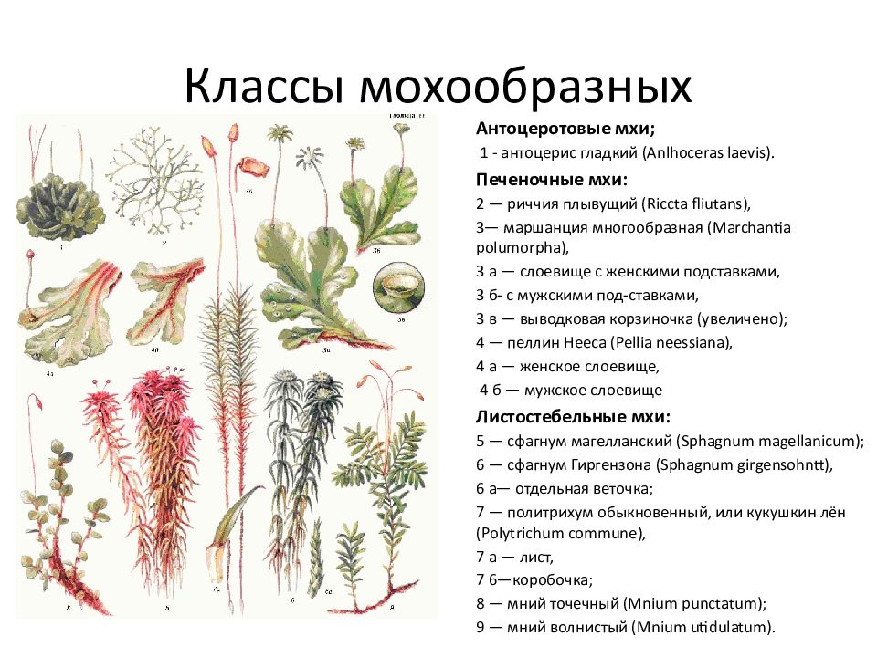 Примеры растений группы мхов. Мхи названия. Виды мхов и их названия. Все виды мхов с названиями. Изображения и названия мхов.